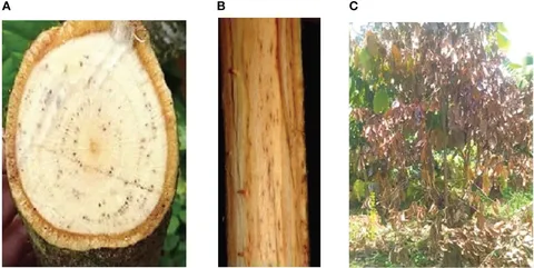 BELL FLAT WASHER (BOTS)