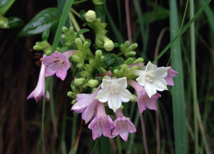 SEAL, DOOR, MAIN, ADT D# (BOTS)