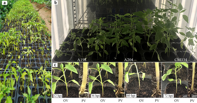 WASHER, CAB 36X12.5X3 (BOTS)