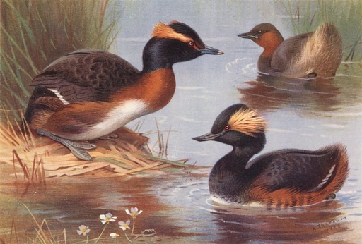 [CAT 1580518 BOTS] CAT PLATE (BOTS)