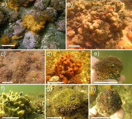 [BELL 216236 BOTS] VENT, BOX, COOLER (BOTS)