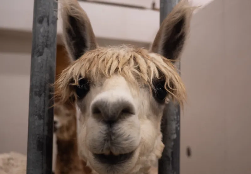 [BELL 268272 BOTS] KIT, GASKET, TIMING CASE (BOTS)