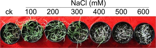 [BELL 162662 BOTS] COUPLING, FAN, MOTOR B40D (BOTS)