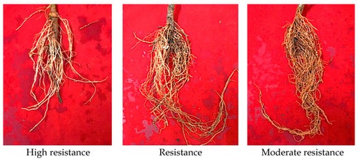 [BELL 227234 BOTS] SHAFT, DRIVE SAE SPIN, THRU/D (BOTS)