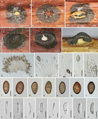 [BELL 202917 BOTS] SPRING, COMP, 170X70X5 BON CAT (BOTS)