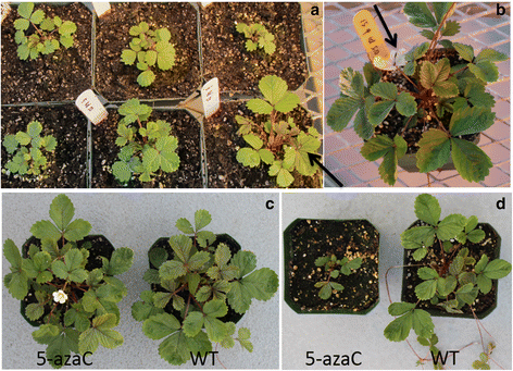 [BELL 187867 BOTS] SPACER, LIGHT. BIN. R/LESS B20 (BOTS)