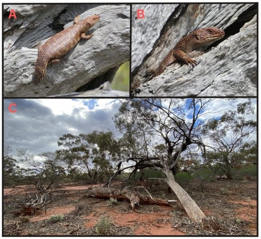 [BELL 182187 BOTS] SHIM, 5MM, BIN SHOCK (BOTS)