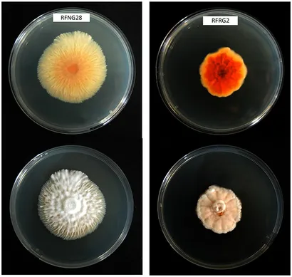 [BELL 221589 BOTS] GASKET, V44 SOLENOID/MANIFOLD (BOTS)