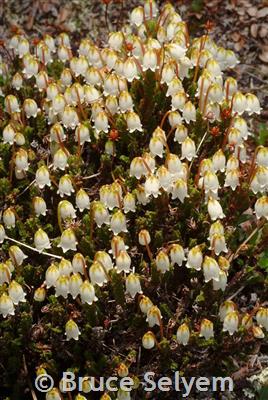 [BELL 140805] O - RING, 3A53D40A87N90