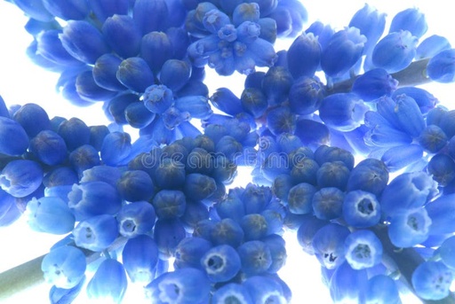 [BELL 187866] MTG, LIGHT, MID, BIN R/LESS. B20D